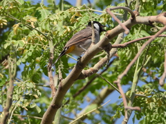Pycnonotus leucotis