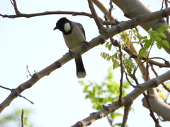 Pycnonotus leucotis
