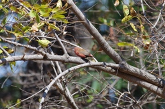 Lagonosticta rhodopareia