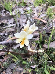 Freesia leichtlinii
