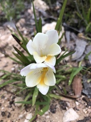 Freesia leichtlinii