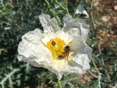 Argemone grandiflora armata