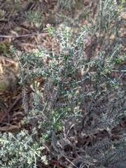 Ozothamnus reflexus