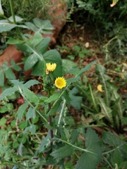 Sonchus