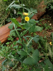 Sonchus