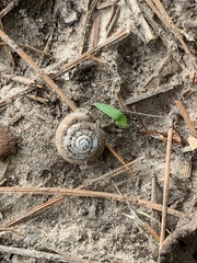 Polygyrinae
