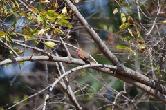 Lagonosticta rhodopareia