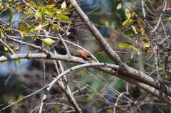 Lagonosticta rhodopareia