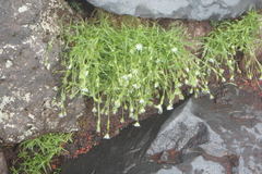 Stellaria nipponica nipponica