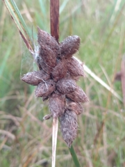 Bolboschoenus robustus