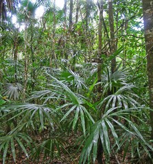 Cryosophila stauracantha