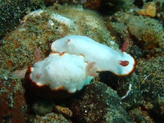Goniobranchus verrieri