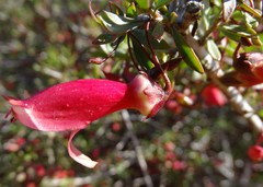 Eremophila maculata