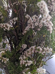 Thryptomene calycina