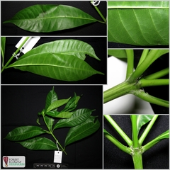 Alstonia angustifolia