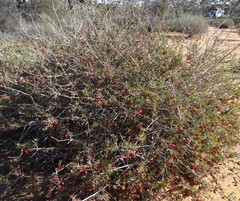 Eremophila maculata
