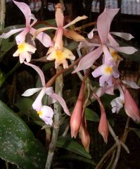 Epidendrum nicaraguense