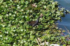 Paragallinula angulata