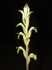 Sarcoglottis acaulis