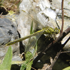 Gomphus pulchellus