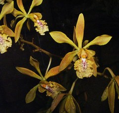 Encyclia trachychila