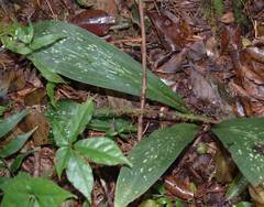 Sarcoglottis acaulis