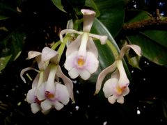 Epidendrum arbuscula