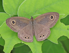 Ypthima baldus madrasa