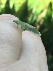 Chrysopinae