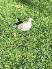 Columba palumbus