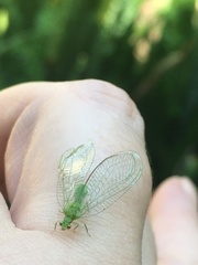 Chrysopinae