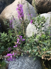 Lythrum salicaria