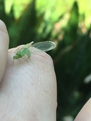 Chrysopinae