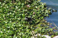 Paragallinula angulata