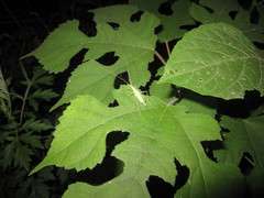 Oecanthus euryelytra