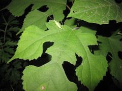 Oecanthus euryelytra