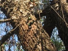 Protaetia brevitarsis
