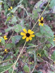 Sanvitalia procumbens