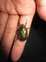 Protaetia brevitarsis