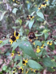 Sanvitalia procumbens