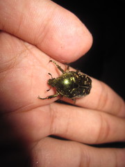Protaetia brevitarsis