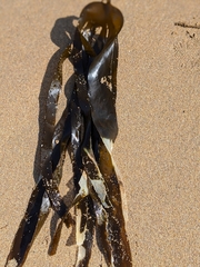 Laminaria digitata