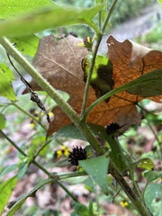 Sanvitalia procumbens