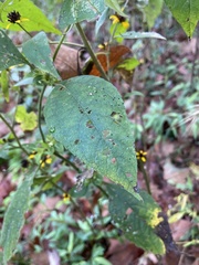 Sanvitalia procumbens