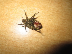 Protaetia brevitarsis