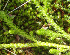 Lycopodiales