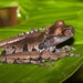 Coronated Tree Frog - Photo (c) dhfischer, some rights reserved (CC BY-NC), uploaded by dhfischer