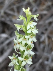Platanthera yadonii