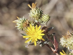 Grindelia subalpina