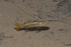 Priapichthys annectens image